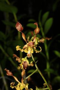 Dendrobium discolor