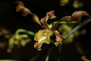 Dendrobium discolor