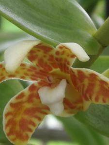 Dendrobium insigne var. insigne