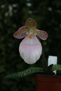 Paphiopedilum micranthum