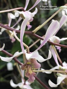 Dendrobium lineale