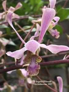 Dendrobium lineale