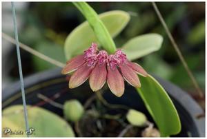 Bulbophyllum weberi