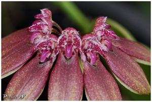 Bulbophyllum weberi