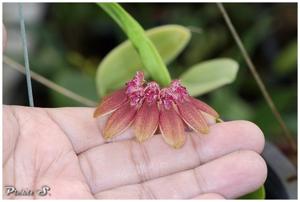 Bulbophyllum weberi