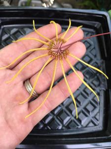 Bulbophyllum makoyanum