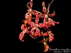 Renanthera monachica