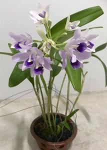 Guarianthe bowringiana