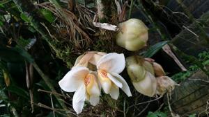 Stanhopea ecornuta