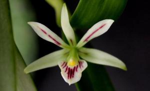 Prosthechea abbreviata