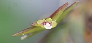 Dendrobium indivisum