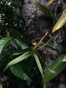 Orleanesia amazonica