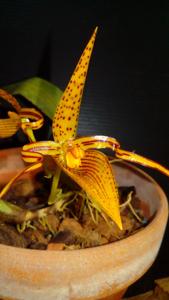 Bulbophyllum membranifolium subsp. inunctum