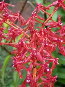 Renanthera elongata