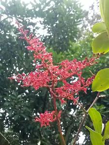 Renanthera elongata