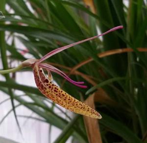 Restrepia guttulata