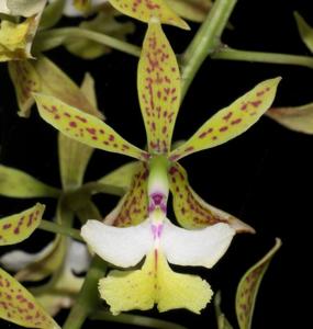 Epidendrum stamfordianum