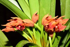 Maxillaria elatior