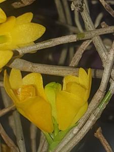 Dendrobium subclausum var. pandanicola