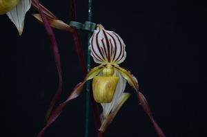 Paphiopedilum philippinense