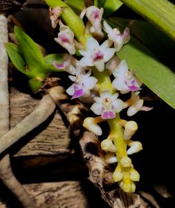 Smitinandia micrantha