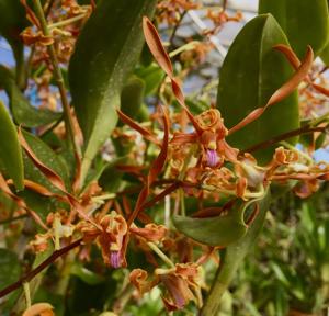 Dendrobium tangerinum