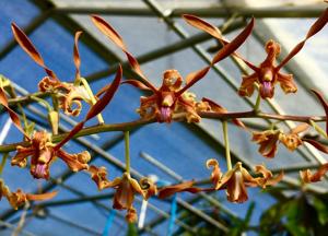 Dendrobium tangerinum