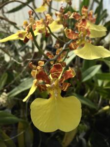 Trichocentrum splendidum