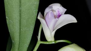 Dendrobium kingianum