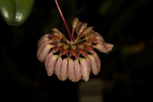 Bulbophyllum roxburghii