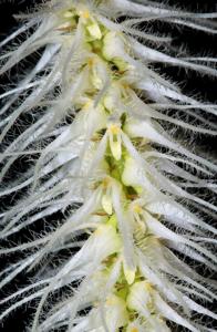 Bulbophyllum comosum