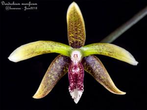 Dendrobium munificum