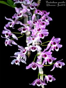 Dendrobium parishii