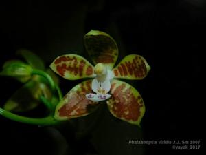 Phalaenopsis viridis