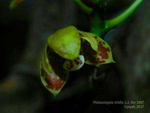 Phalaenopsis viridis