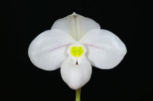 Paphiopedilum thaianum