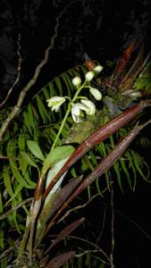 Dendrobium spenceanum