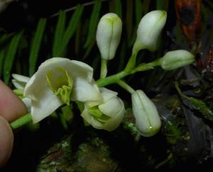 Dendrobium spenceanum