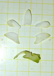 Dendrobium spenceanum