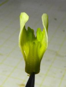 Dendrobium spenceanum