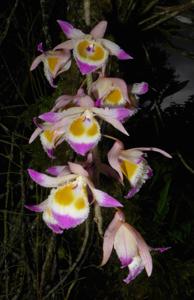 Dendrobium devonianum