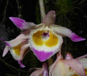 Dendrobium devonianum