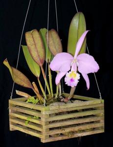 Cattleya gaskelliana