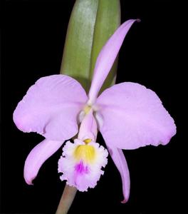 Cattleya gaskelliana