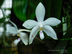 Phalaenopsis tetraspis