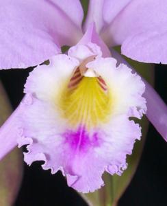 Cattleya gaskelliana