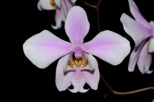 Phalaenopsis schilleriana