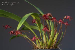 Maxillaria nigrescens