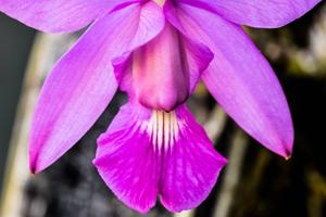 Cattleya walkeriana