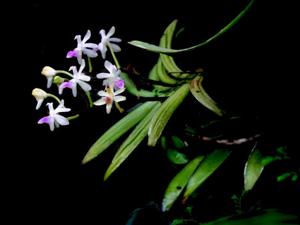 Sarcoglyphis mirabilis